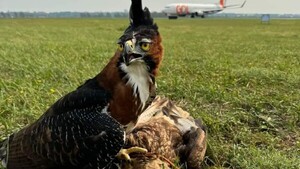 Contratan cetrería de manera urgente