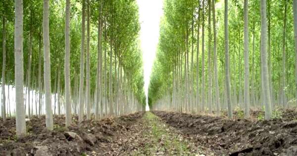 La Nación / Industria forestal es incipiente, pero tiene potencial para revolucionar la economía