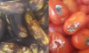 Hambre Cero: Escuelas indígenas recibieron alimentos “como si fueran de la basura” – Prensa 5