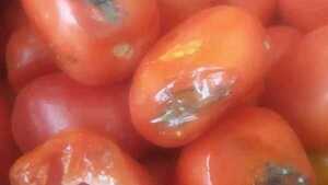 Lluvia de quejas por el Hambre Cero: Verduras y frutas estaban podridas
