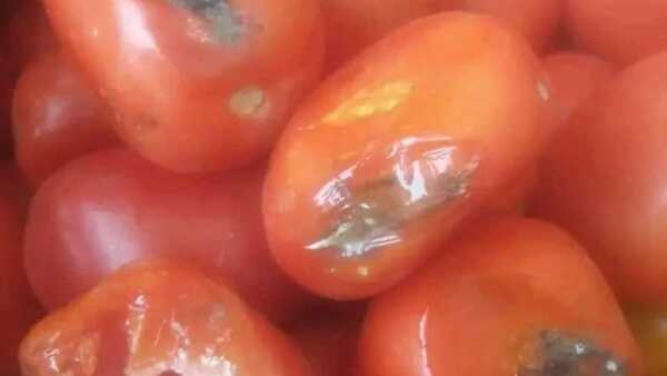 Lluvia de quejas por el Hambre Cero: Verduras y frutas estaban podridas