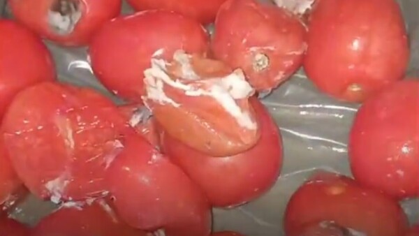 "Se burlan de nosotros": Denuncian pésimo estado de alimentos y platos insuficientes en proyecto Hambre cero