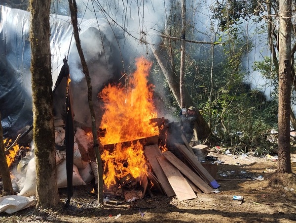 Incautan cerca de 7000 kilogramos de marihuana en Yby Pytâ