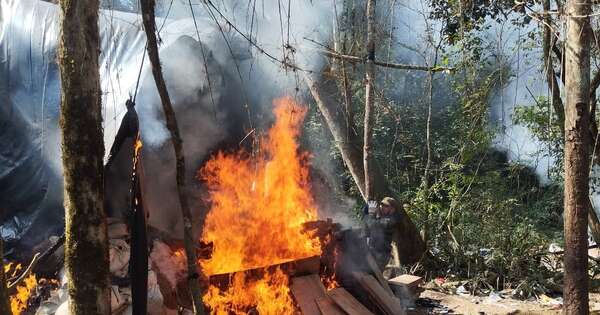 Diario HOY | Eliminan cerca de 7 toneladas de marihuana durante operativo en Yby Pytâ