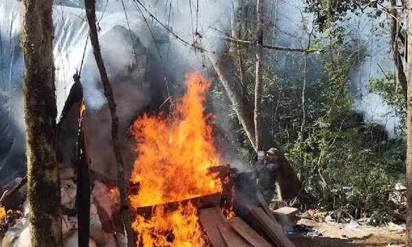 Eliminan cerca de 7 toneladas de marihuana durante operativo en Canindeyú – Prensa 5
