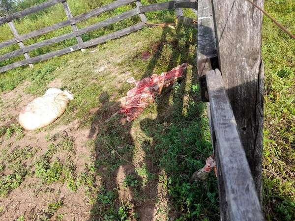 Paraguarí: abigeos no dan tregua a ganaderos y hurtan un promedio de un animal vacuno por día - Nacionales - ABC Color