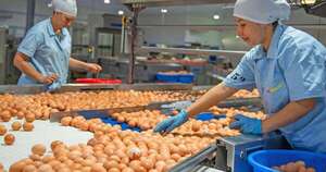 La Nación / Granja celebra 50 años produciendo casi 1.000.000 de huevos diarios para 30% del mercado