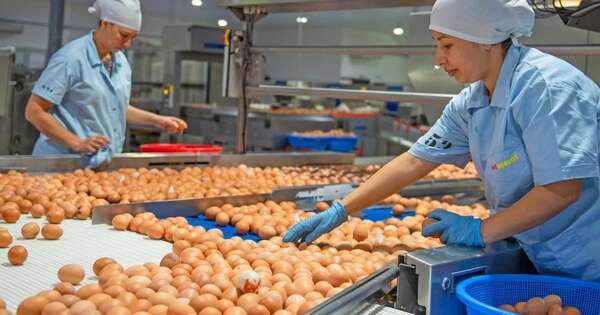La Nación / Granja celebra 50 años produciendo casi 1.000.000 de huevos diarios para 30% del mercado