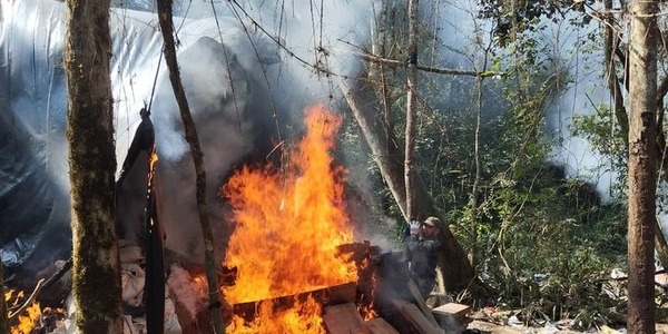 Eliminan cerca de 7 toneladas de marihuana en Yby Pytâ - ADN Digital