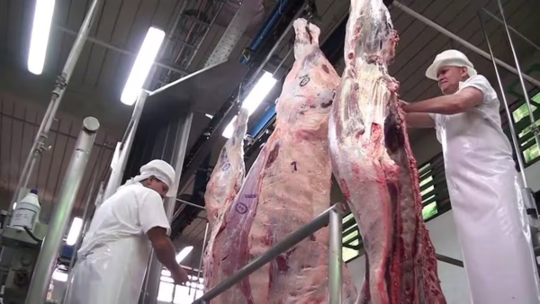 En julio el faenamiento de bovinos superó los 1,2 millones de cabezas