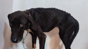 Rescatan a perra que estaba solo piel y hueso