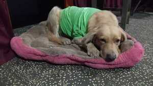 Hace rifa para poder operar a su perrito