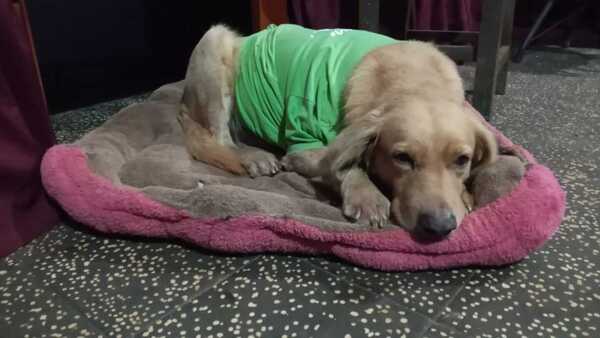 Hace rifa para poder operar a su perrito