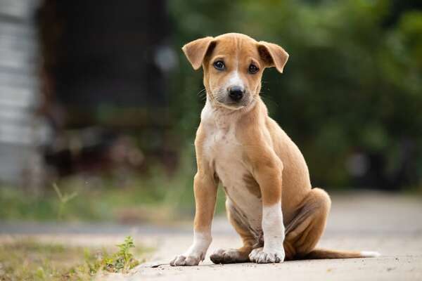 Por estas razones es más recomendable adoptar un perro que comprarlo - Mascotas - ABC Color