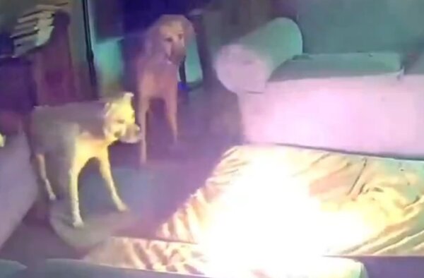 EE.UU.: perro desata incendio en una casa tras morder una batería de iones - Unicanal