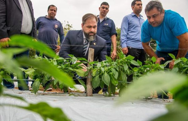 Proyecto de reinserción: personas privadas de libertad cosecharon 150 kilos de locote para comercializar - .::Agencia IP::.
