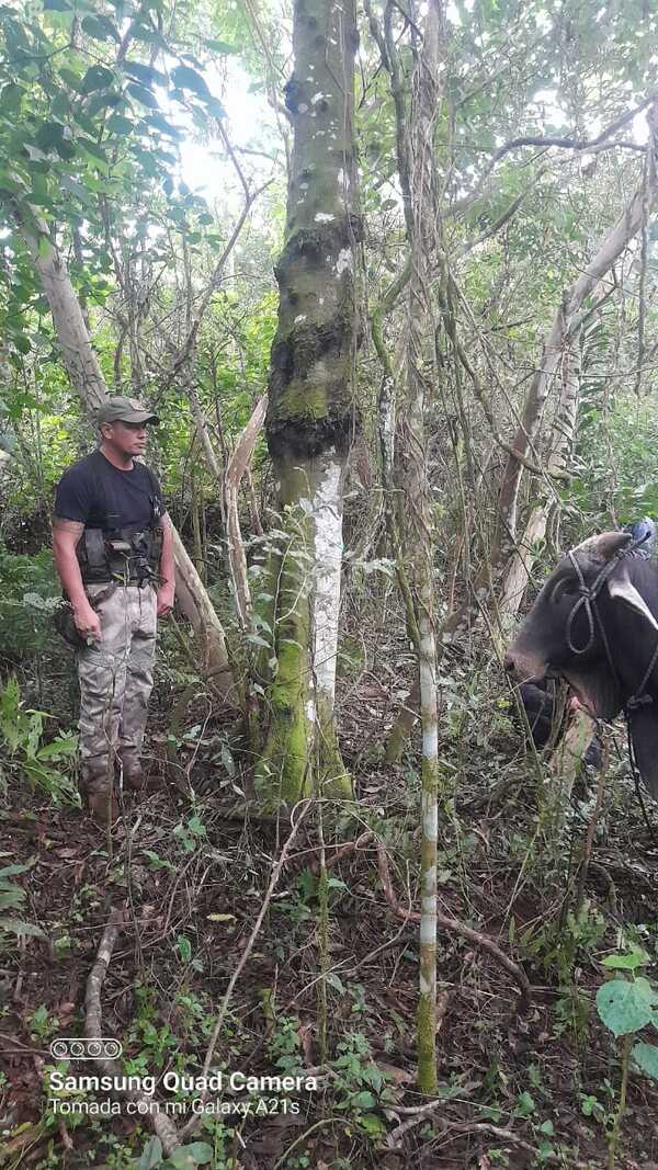 Recuperan vacuno que estaba listo para ser faenado en Carlos Antonio López