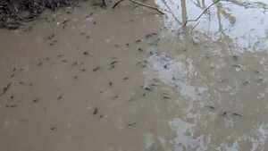 Pescadores denuncian mortandad de peces en río Pirapó y temen que sea por contaminación
