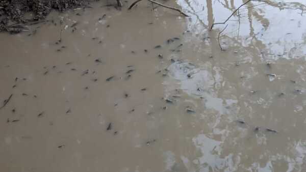 Pescadores denuncian mortandad de peces en río Pirapó y temen que sea por contaminación