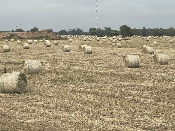 Este mes va la primer carga de Heno del Paraguay a Emiratos Árabes Unidos