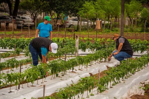 Proyecto de reinserción: cosechan locote en granja de Tacumbú - Nacionales - ABC Color