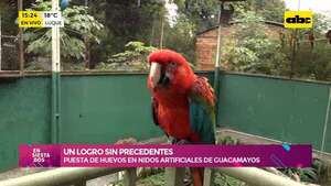 Un logro sin precedentes: la puesta de huevos en nidos artificiales de guacamayos  - Ensiestados - ABC Color