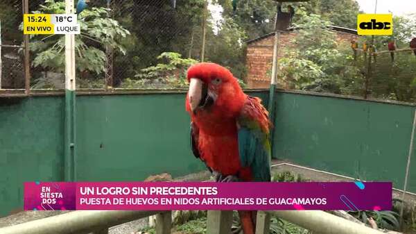 Un logro sin precedentes: la puesta de huevos en nidos artificiales de guacamayos  - Ensiestados - ABC Color