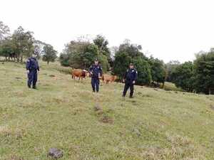 TRAS ABIGEATO, RECUPERARON ANIMALES EN PIRAPÓ  - Itapúa Noticias