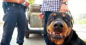 Diario HOY | Ratifican sanción de ley de tenencia de perros potencialmente peligrosos