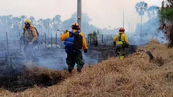 En medio de pérdidas por incendios, precios de ganado siguen a la baja