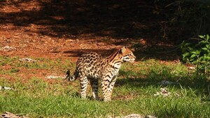 Jaguarete'i aparece inusualmente en áreas protegidas e Itaipú