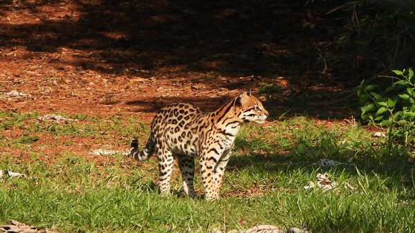 Jaguarete'i aparece inusualmente en áreas protegidas e Itaipú