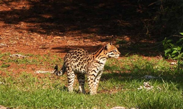Jaguarete’i aparece inusualmente en áreas protegidas de Itaipú – Prensa 5