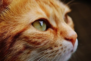 En el Día Internacional del Gato, dos gatos rescatados por Bienestar Animal esperan encontrar un nuevo hogar - .::Agencia IP::.