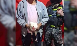 Se suspende el tallarín: Fue detenido por robar una gallina – Prensa 5