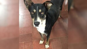 Motoca mató de un balazo en la cabeza a un perrito