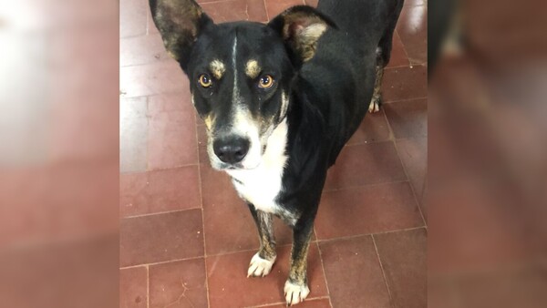 Motoca mató de un balazo en la cabeza a un perrito