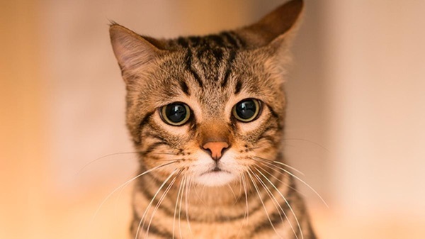 Hoy se celebra el Día Internacional del Gato