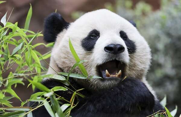 Dos pandas gigantes llegan al Zoo de San Diego - Ciencia - ABC Color