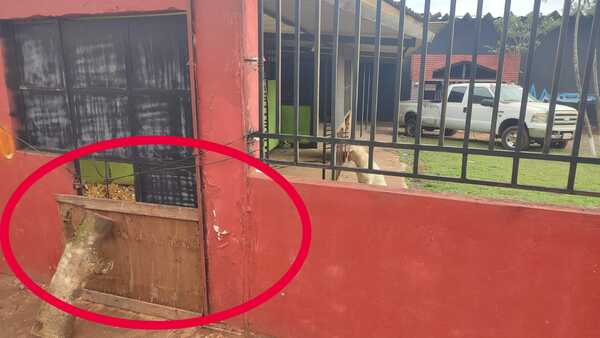 Perro muerde en el brazo a una escolar de 9 años - La Clave