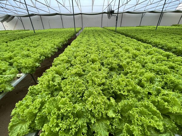 Producción de hortalizas con sistema de Hidroponía, se va ampliando en el Chaco.