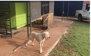 Perro atacó a una niña tras salir de la escuela