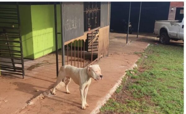 Perro atacó a una niña tras salir de la escuela