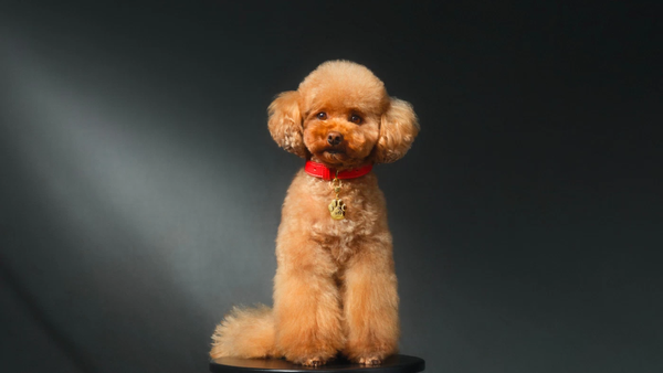Dolce&Gabbana lanza un perfume para perros a más de USD 100