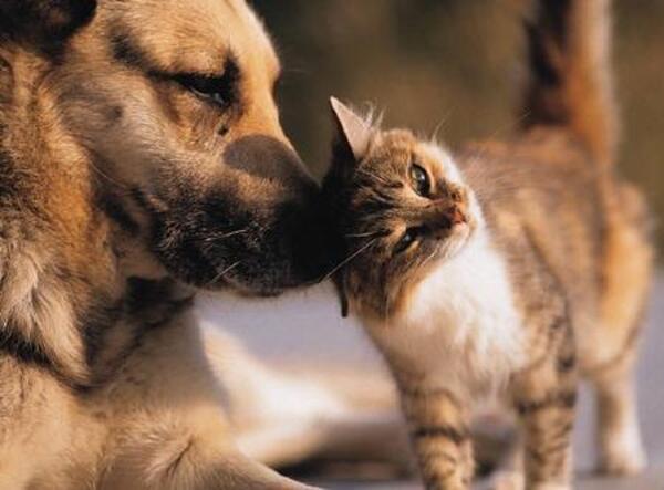Senadores dieron media sanción para aumentar penas de cárcel por maltrato animal - trece