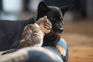 Senado aprueba 6 años de cárcel por maltrato animal - Unicanal