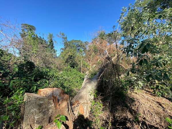 Denuncian tala ilegal de árboles nativos en la cuenca del lago Ypacaraí - Nacionales - ABC Color