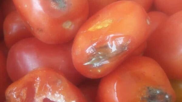Hambre Cero: Fenaes cuestiona falta de control de la calidad de alimentos ante quejas y denuncias