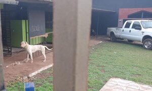 Perro ataca y muerde a niña a la salida de escuela