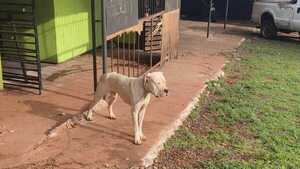 Perro atacó a una niña de 9 años